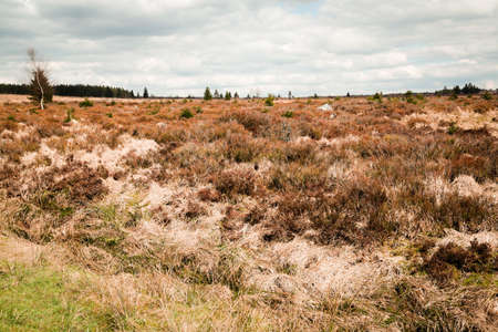The High Fens, Hoge Venen, Belgium, Signal Van Botrangeの写真素材