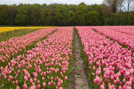 Colorful field of tulips in the Netherlandsの写真素材
