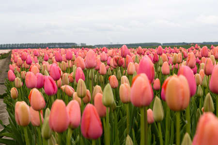 Colorful field of tulips in the Netherlandsの写真素材