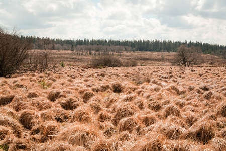 The High Fens, Hoge Venen, Belgium, Signal Van Botrangeの写真素材