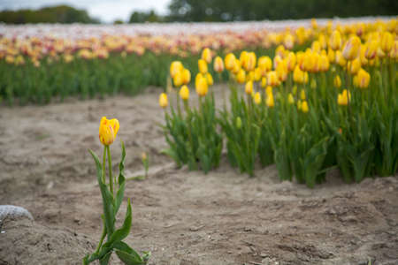 Colorful field of tulips in the Netherlandsの写真素材