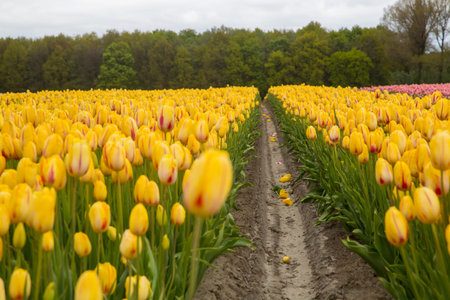 Colorful field of tulips in the Netherlands