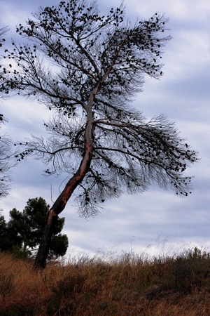 Burnt Pineの写真素材