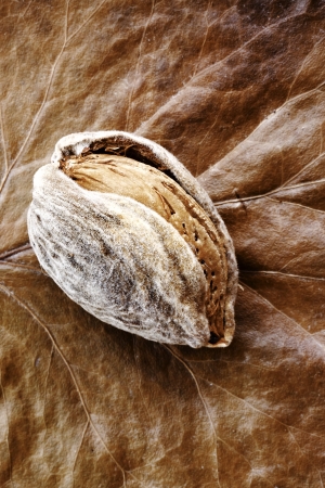 Almond.の写真素材