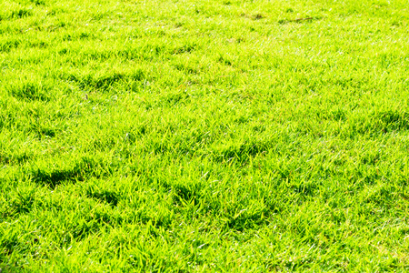 Green field of grass backgroundの写真素材