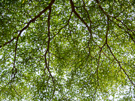 Under the shade of tall trees in tropical Thailand.の写真素材