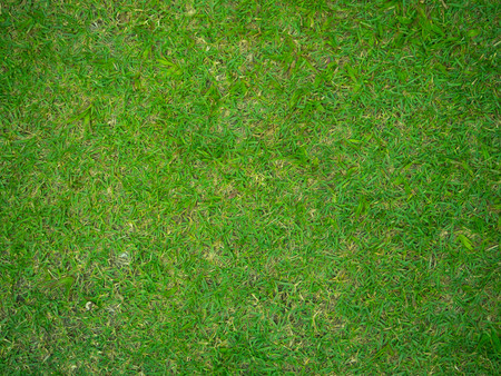 Grass background green lawn pattern textured background.の写真素材