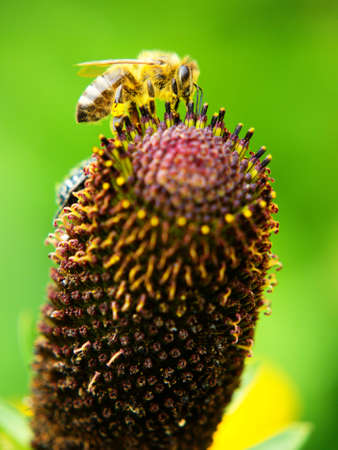 Detail of a honey bee sitting on a large flower in garden, green backgroundの写真素材