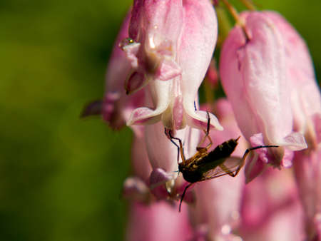 Small insect sitting on a light pink flower, in the morning