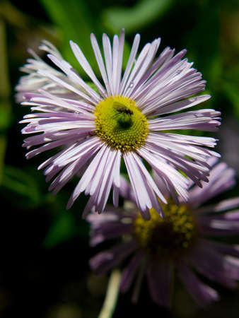 A fly sitting on a light purple flower in the morningの写真素材