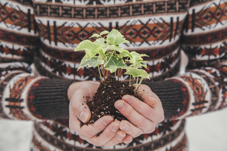 plant in a hand at winterの写真素材