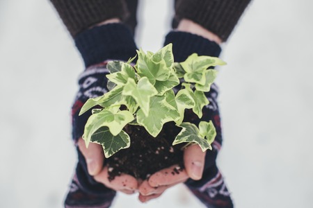 plant in a hand at winterの写真素材