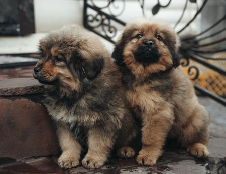 Puppies of the Tibetan mastiff in the basketの写真素材