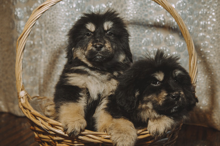 Puppies of the Tibetan mastiff in the basketの写真素材