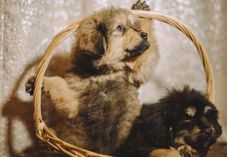 Puppies of the Tibetan mastiff in the basketの写真素材