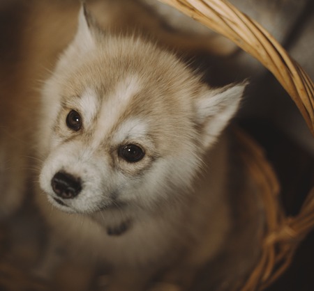 Husky puppies in the basketの写真素材