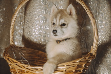 Husky puppies in the basketの写真素材
