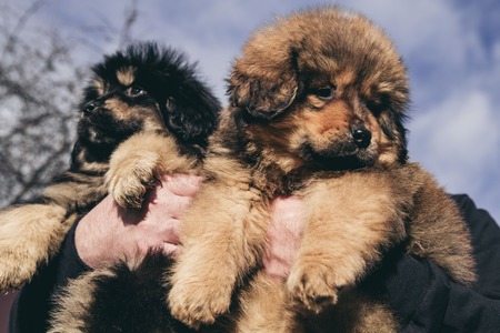 Puppies of the Tibetan mastiff in the basketの写真素材
