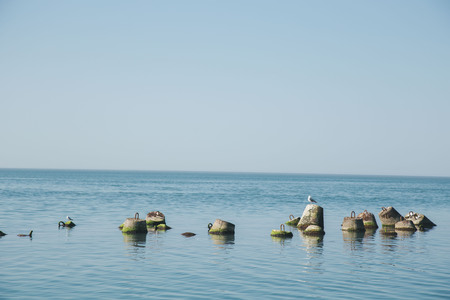 Gulls seats on buoys in the seaの写真素材