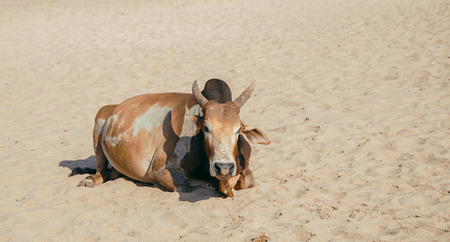 the cow on the seashore in indiaの写真素材