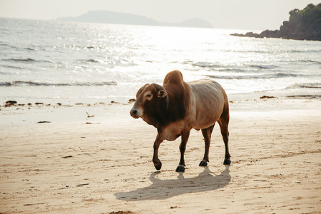the cow on the seashore in indiaの写真素材