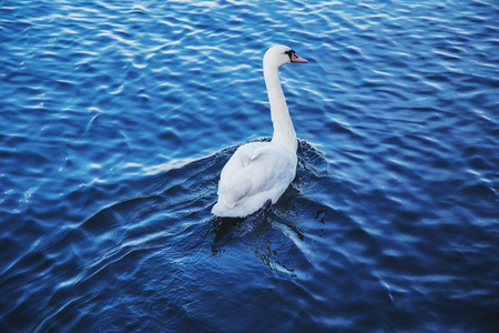 White swan swims in the lakeの写真素材