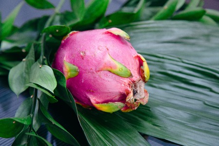 Fresh pink dragon fruit lies on green leavesの写真素材