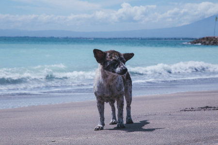 Dog on a beach near the sea at summer hot dayの写真素材