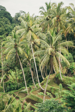 Green rice fields in Asiaの写真素材