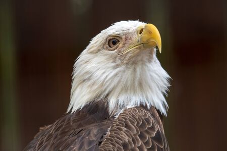 Profile of a bald eagle
