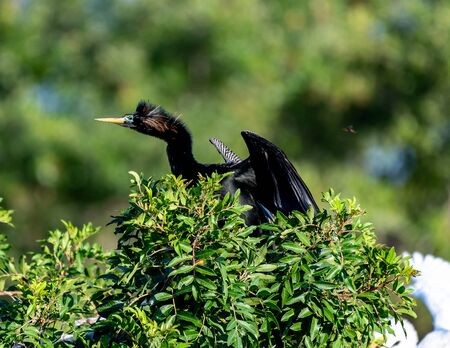 Anhinga getting ready to fly with breeding plumage