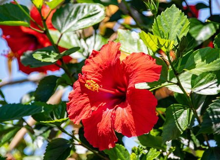 Red Florida flower - hibiscus - in full bloomの写真素材