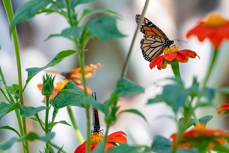 Monarch butterflies on flowers in a garden