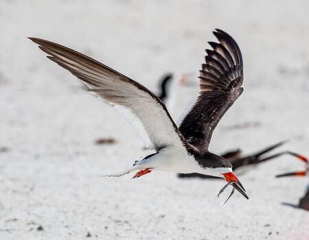 Black skimmer parent returning to the nest with a fishの写真素材