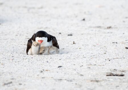 Black skimmer parent on the nest with chicksの写真素材