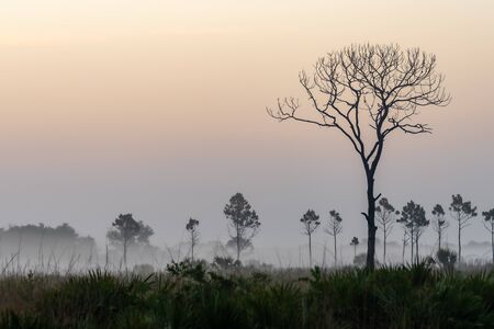 Foggy morning fields in Florida, USAの写真素材