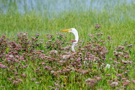 Great white egret hunting for food in a marshy field full of flowersの写真素材
