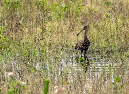 Limpkin hunts in the water for foodの写真素材