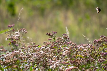 Field of purple wild flowers in Florida