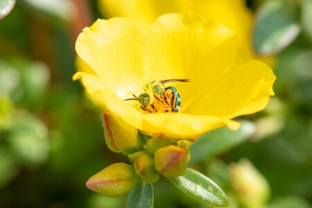 Yellow primrose with a green bee collecting pollenの写真素材