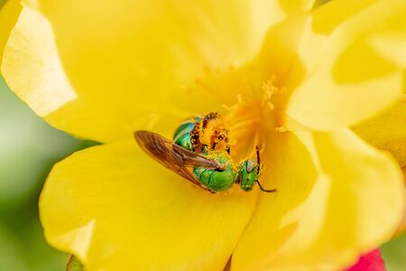 Green bee gathers pollen from a yellow primroseの写真素材
