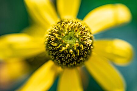 Cutleaf Coneflower -Golden Glow yellow native flower in Floridaの写真素材