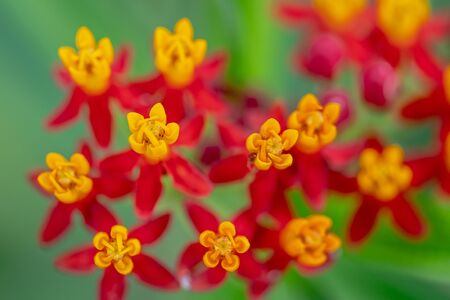 Milkweed - orange and red flowers in Florida