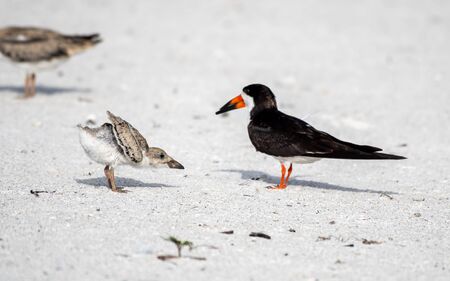 Close up of a black skimmer chick stretching on the beachの写真素材