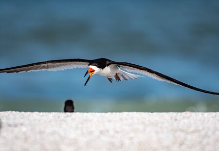 Adult skimmer flying at the beachの写真素材
