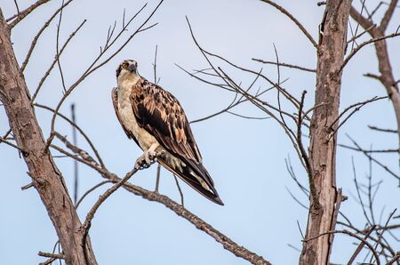 Wild osprey perched in a tree in Florida