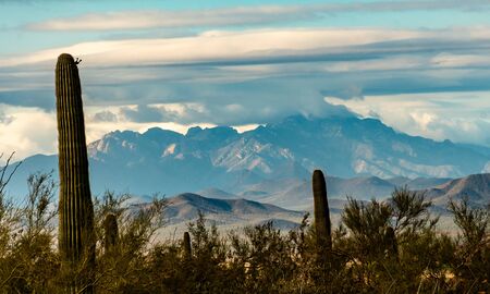 Landscape of the mountains and cacti in Arizona