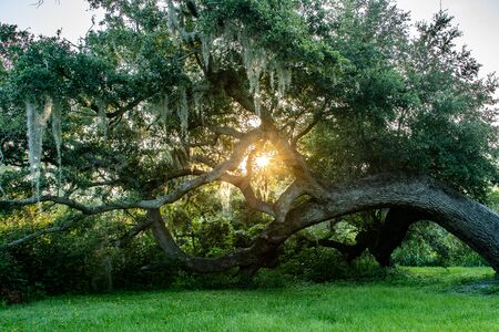 Sun shining through a fallen tree that still growsの写真素材
