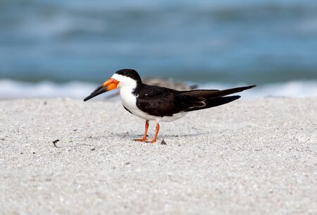 Close up of a black skimmer on the beachの写真素材