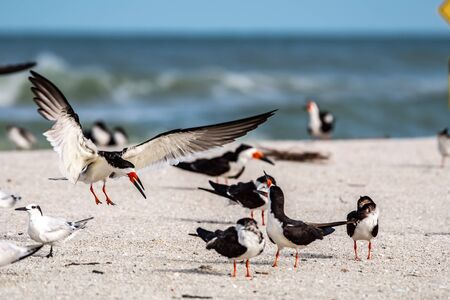 adult skimmer returning to the nest on the beachの写真素材